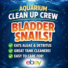 Aquarium Clean Up Crew Algae