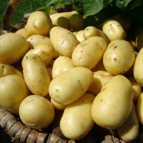 Charlotte seed potato famous - seed, potato,famous