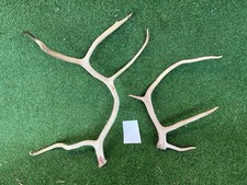 Naturally Shed Reindeer