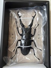 Kaiyodo Revoltech Revo Geo