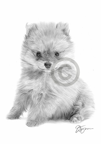 Pomeranian puppy art pencil - puppy,