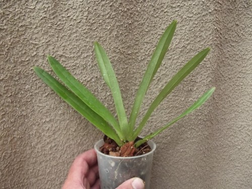 Paphiopedilum hirsutissimum