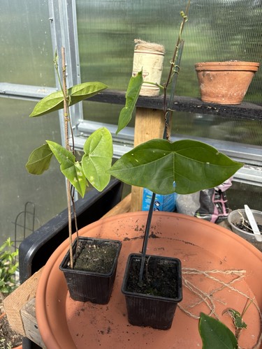 Established passiflora - established,