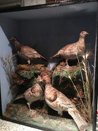 Antique victorian taxidermy - antique,