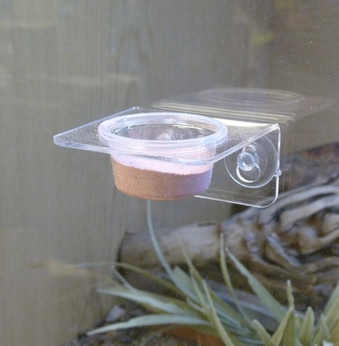 Reptile world acrylic single - reptile,