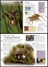 Wolf Spider #33 Invertebrates