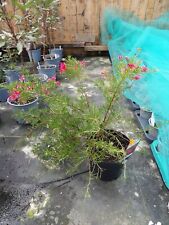 Grevillea Olympic Flame