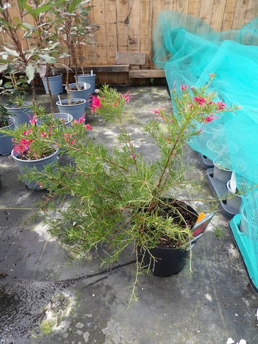 Grevillea olympic flame - grevillea,