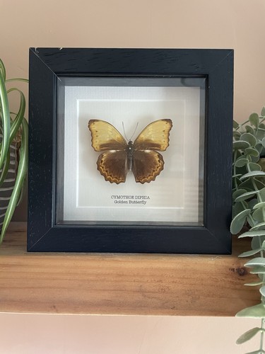 Cymothoe diphia golden - cymothoe,