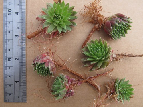 Sempervivum cuttings - sempervivum,
