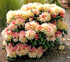 Rhododendron Golden Torch- 4Ltr Pot Large XXXL Flowering Evergreen Shrub