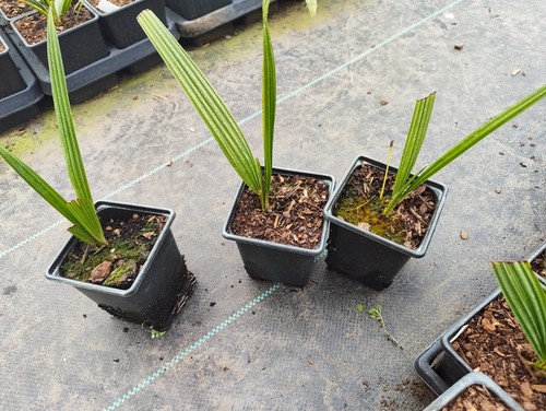 Trachycarpus ukhrulensis 9 - trachycarpus,