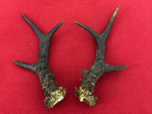 Pair roe deer antlers - of,