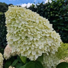 Hydrangea paniculata