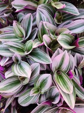 tradescantia nanouk