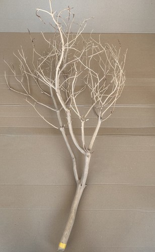 Sand blasted manzanita - blasted,
