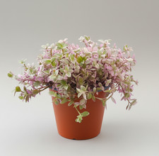 Callisia Repens Rosato - 1x Mini Plug - Pink Turtle Vine - Easy Care Houseplant