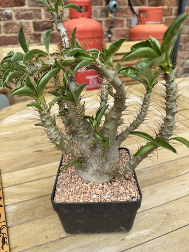 One only pachypodium - one,