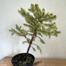Meyers Spruce