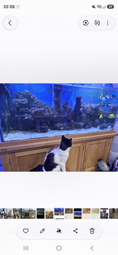 Live rock marine fishtank - rock,