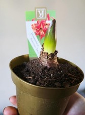 Star Amaryllis Hippeastrum