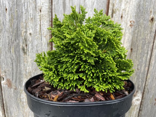Hinoki cypress nana gracilis - 'nana, gracilis'