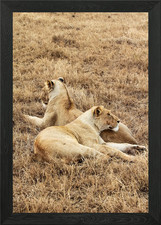 Lioness enjoying the company