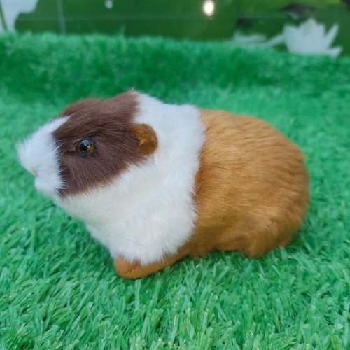 Guinea pig realistic plush - plush, toy