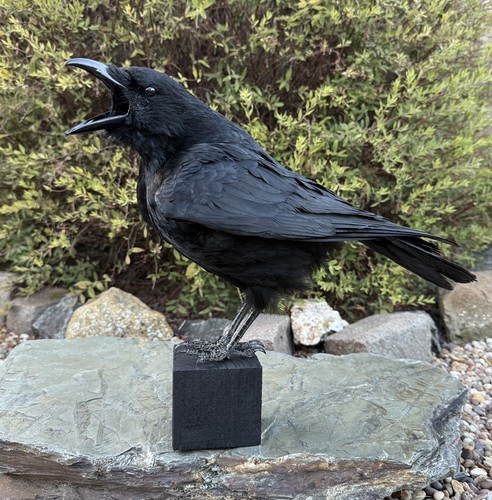 Taxidermy calling crow - calling,
