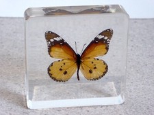 Butterfly in Resin Block. African Monarch. Collectable Specimen, Paperweight..