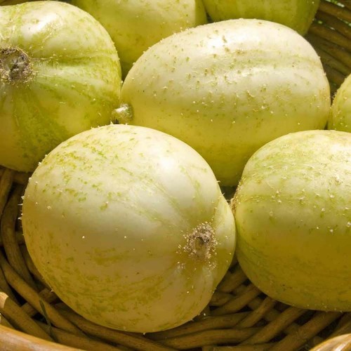 Cucumber crystal apple 3 - cucumber, ‘crystal