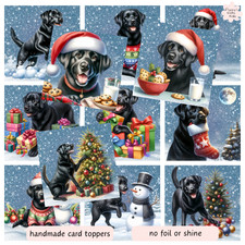 12 Black Labrador Dogs