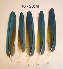 Parrot Macaw Feather Crafts