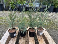 Juniper Blue Arrow Tree -