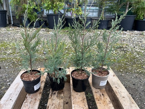 Juniper blue arrow tree - arrow,