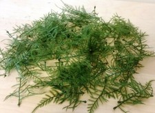 Artificial Ivy Leaf Fern