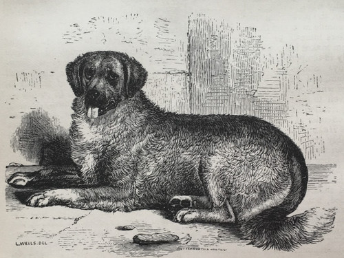 Mount bernard dog - bernard,