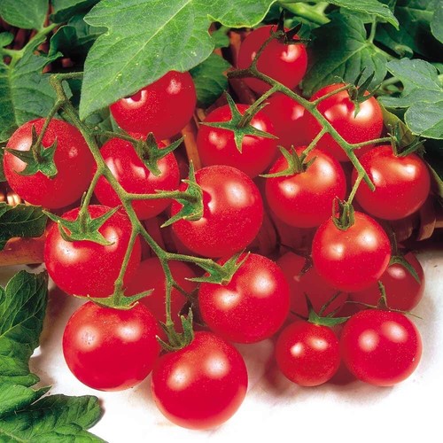 Tomato cherry - ×,