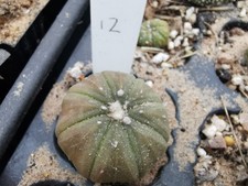 Astrophytum asterias