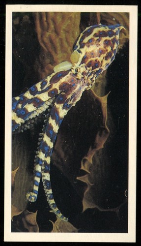Tobacco card doncella - tobacco, the