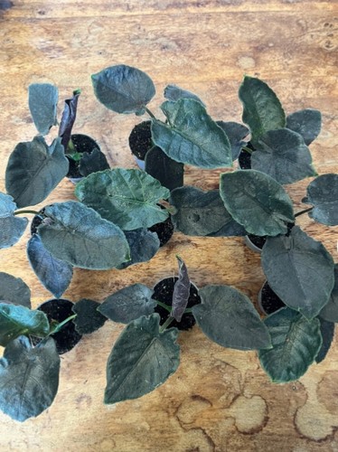 Alocasia antoro velvet - 'antoro, velvet'