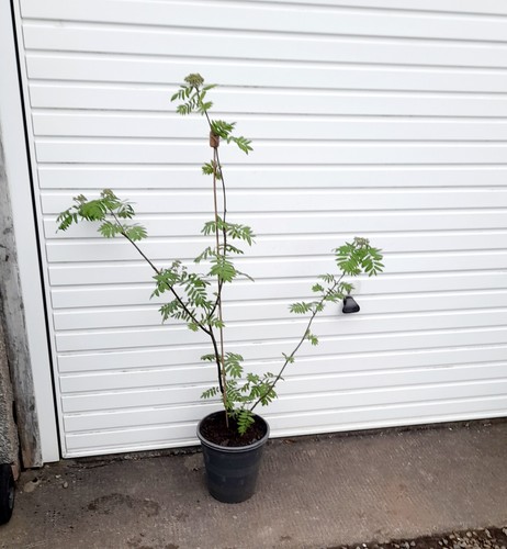 Mountain ash tree - ash, (rowan)