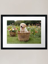 Golden Retriever Puppy in