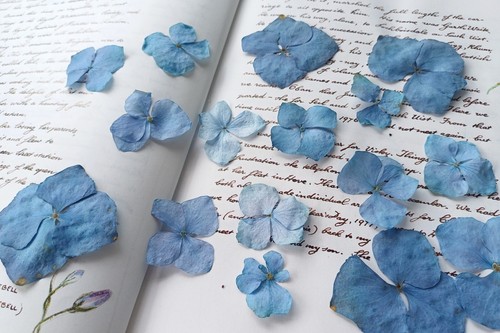 Pressed flowers blue - pressed,