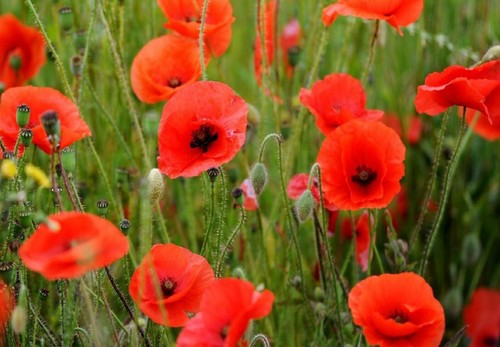 000 seeds english - 72,