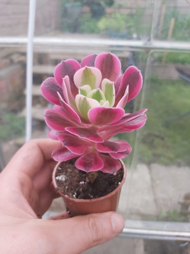 Aeonium medusa - aeonium,