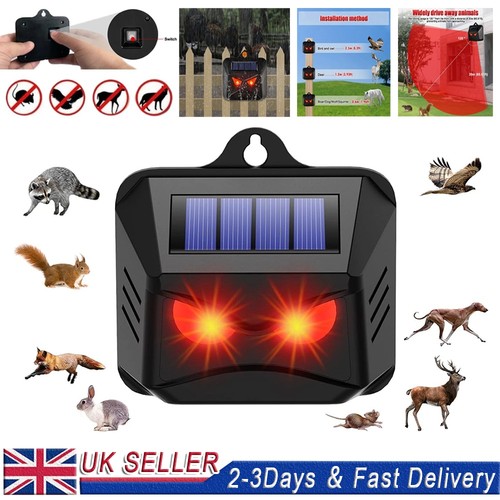 Solar motion sensor - solar, cat
