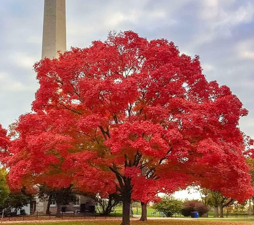 Red maple tree - red, live