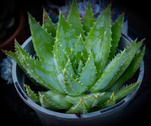 Aloe polyphylla spiral - polyphylla-spiral,