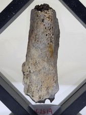 Theropod dinosaur fossil - theropod, fossil.